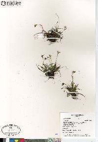 Carex capillaris image