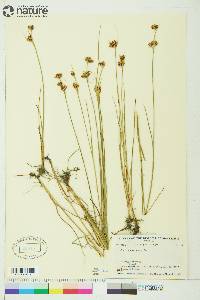 Juncus castaneus image