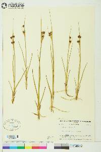 Juncus castaneus image