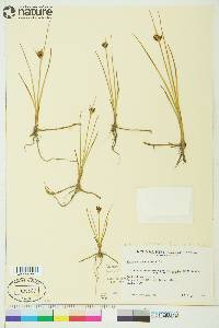 Juncus castaneus image