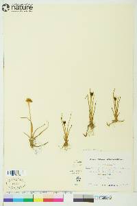 Juncus castaneus image