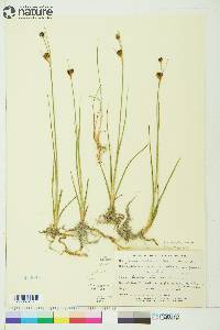 Juncus castaneus image