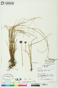 Juncus castaneus image