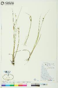 Juncus nodosus image