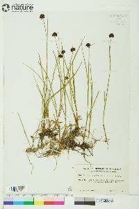 Juncus mertensianus image