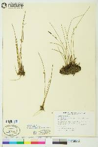 Juncus filiformis image