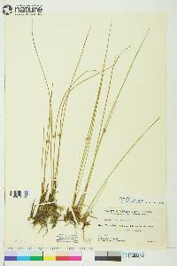 Juncus filiformis image