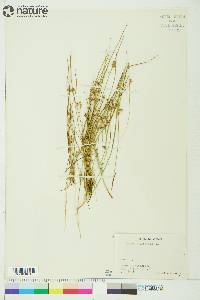 Juncus filiformis image