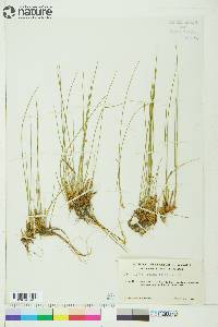 Juncus filiformis image
