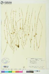 Juncus filiformis image