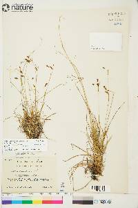 Carex capillaris image