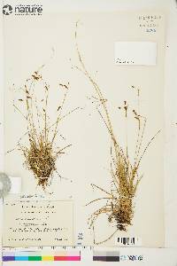 Carex capillaris image