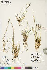 Elymus alaskanus image