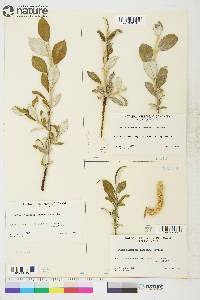 Salix alaxensis image