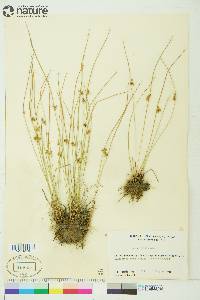 Juncus filiformis image