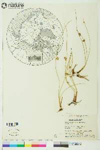 Juncus filiformis image