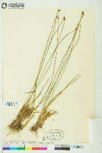 Juncus drummondii image