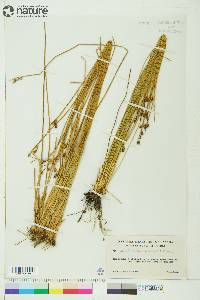 Juncus drummondii image