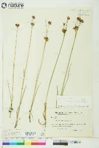 Juncus castaneus subsp. leucochlamys image