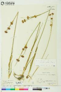 Juncus castaneus subsp. leucochlamys image