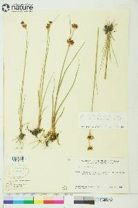 Juncus castaneus subsp. leucochlamys image