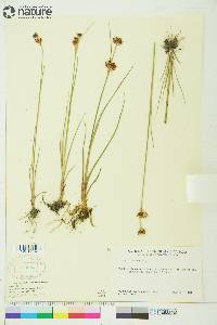 Juncus castaneus subsp. leucochlamys image