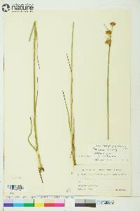 Juncus castaneus subsp. leucochlamys image