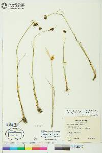 Juncus castaneus subsp. leucochlamys image