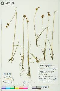 Juncus castaneus image