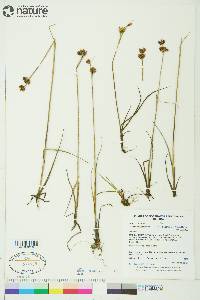 Juncus castaneus subsp. leucochlamys image