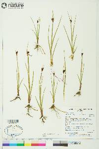 Juncus castaneus subsp. leucochlamys image