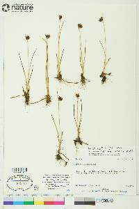 Juncus castaneus image