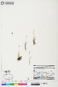 Juncus triglumis var. albescens image