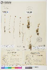 Juncus albescens image