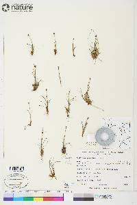 Juncus albescens image