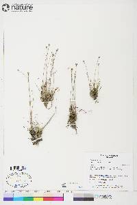 Juncus triglumis image