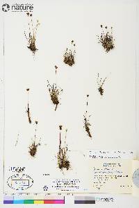 Juncus triglumis image