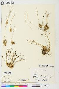 Juncus trifidus image