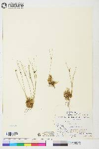 Juncus trifidus image