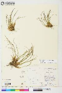 Juncus trifidus image