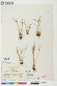 Juncus trifidus image