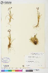 Luzula arcuata subsp. unalaschkensis image