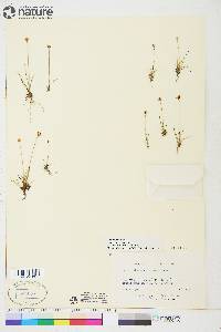 Juncus triglumis image