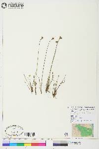 Juncus albescens image