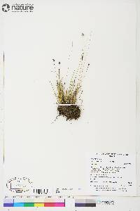 Juncus triglumis image