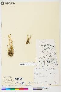 Juncus albescens image