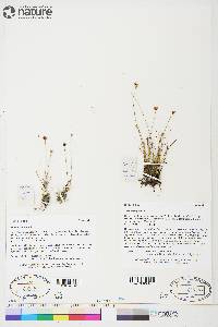 Juncus triglumis image