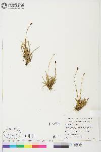 Luzula arctica subsp. arctica image