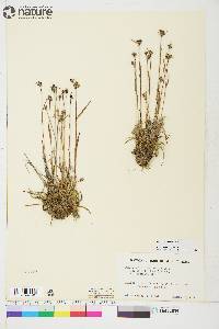 Luzula groenlandica image