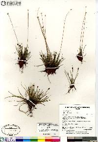 Juncus triglumis image